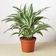 Dracaena 'Warneckii White Jewel' - Lacatang Shop