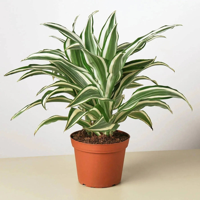 Dracaena 'Warneckii White Jewel' - Lacatang Shop