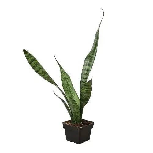 Snake Plant 'Zeylanica' - Lacatang Shop