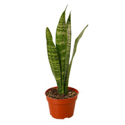 Snake Plant 'Zeylanica' - Lacatang Shop