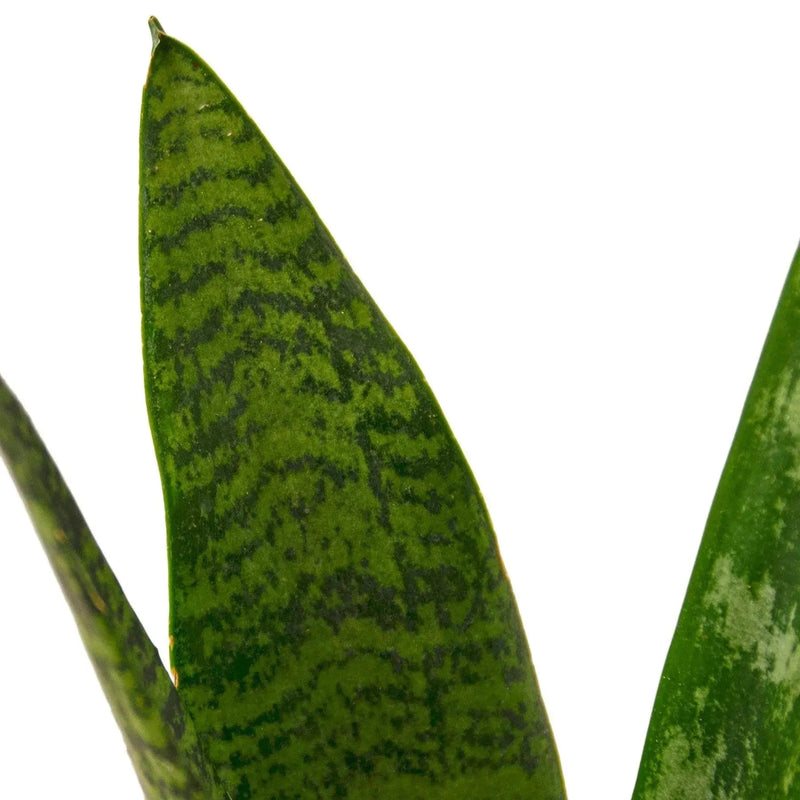 Snake Plant 'Zeylanica' - Lacatang Shop