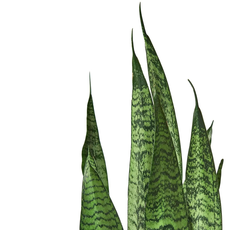 Snake Plant 'Zeylanica' - Lacatang Shop