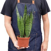 Snake Plant 'Zeylanica' - Lacatang Shop