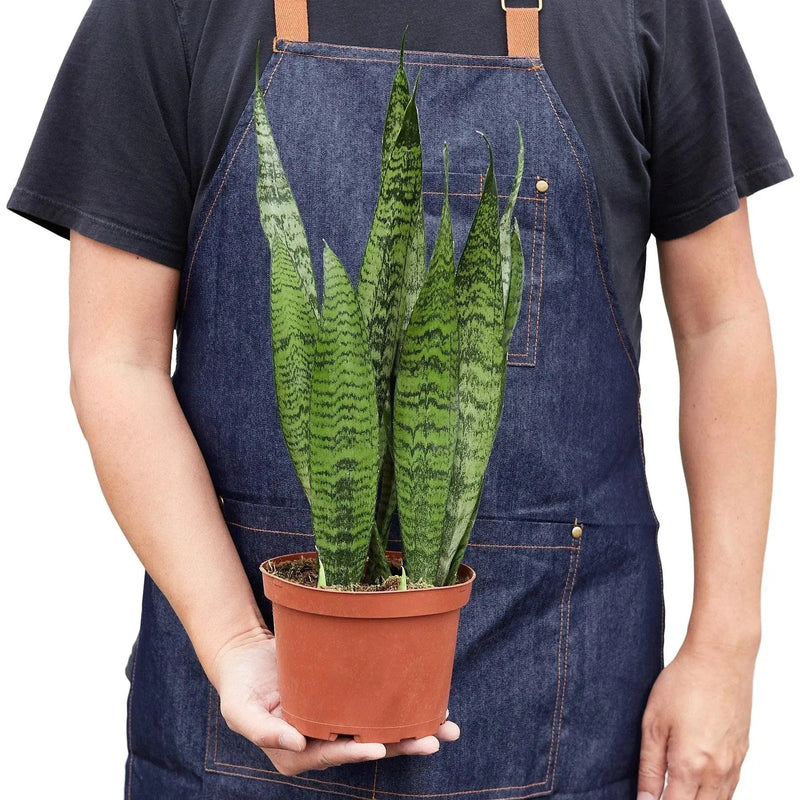 Snake Plant 'Zeylanica' - Lacatang Shop